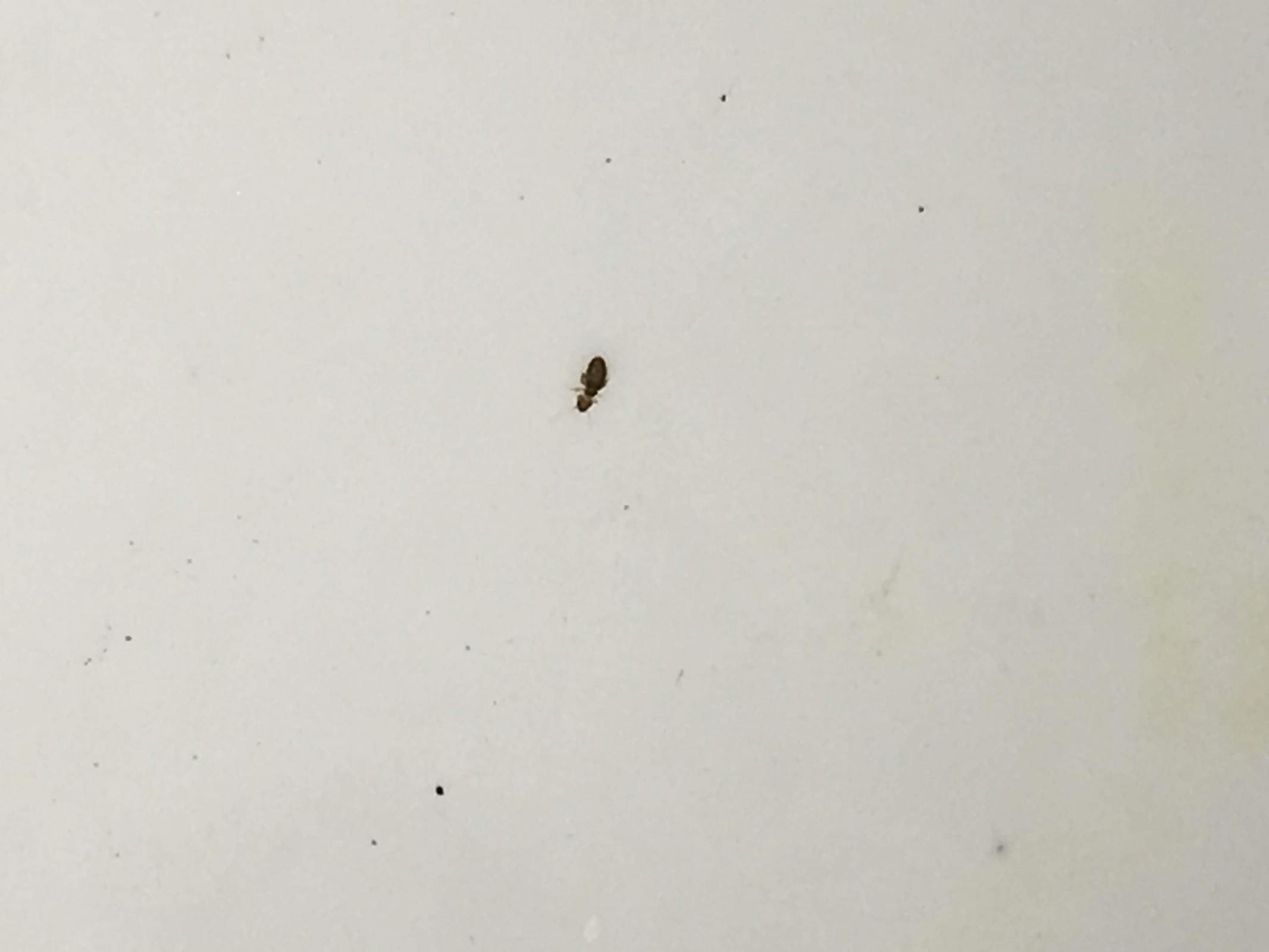 found small insects in my flour cabinet - What to do? | The Fresh Loaf