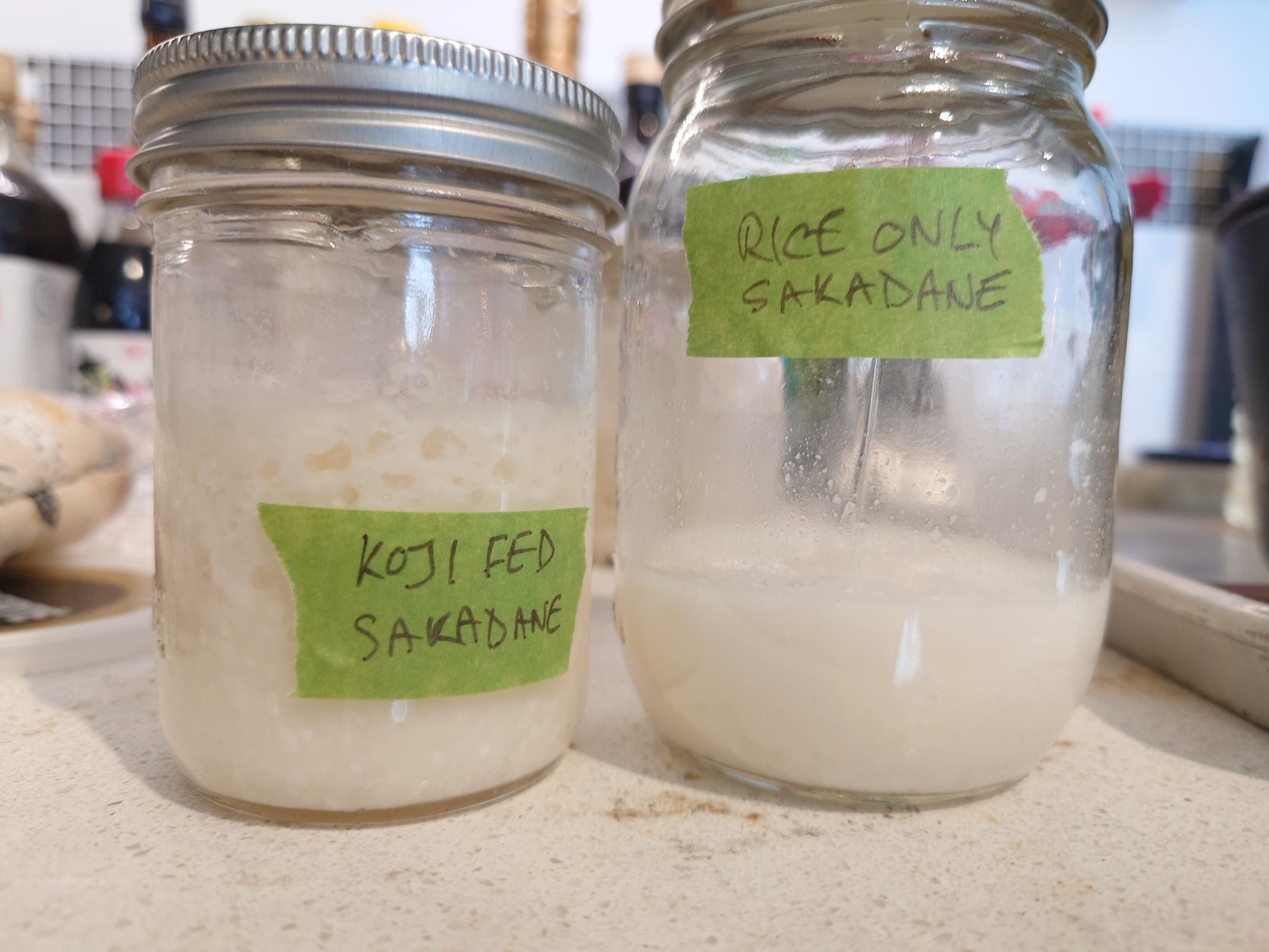 Two mason jars with white pastes in them. The left one is noticeably more bubble and is labelled "KOJI FED SAKADANE" while the one on the right is labelled "RICE ONLY SAKADANE"