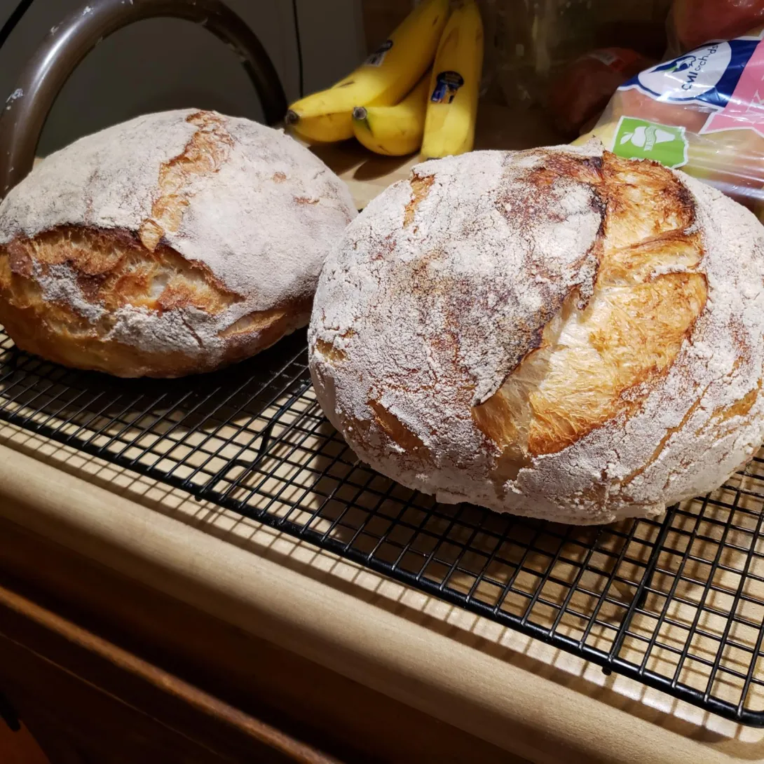 Did a long slow rise, 17 hours. Made one mistake. Tried adding the salt 5 hours after mixing ingredients. Tried pinching the salt through the dough. Wound up with pockets of Salt in final product. 