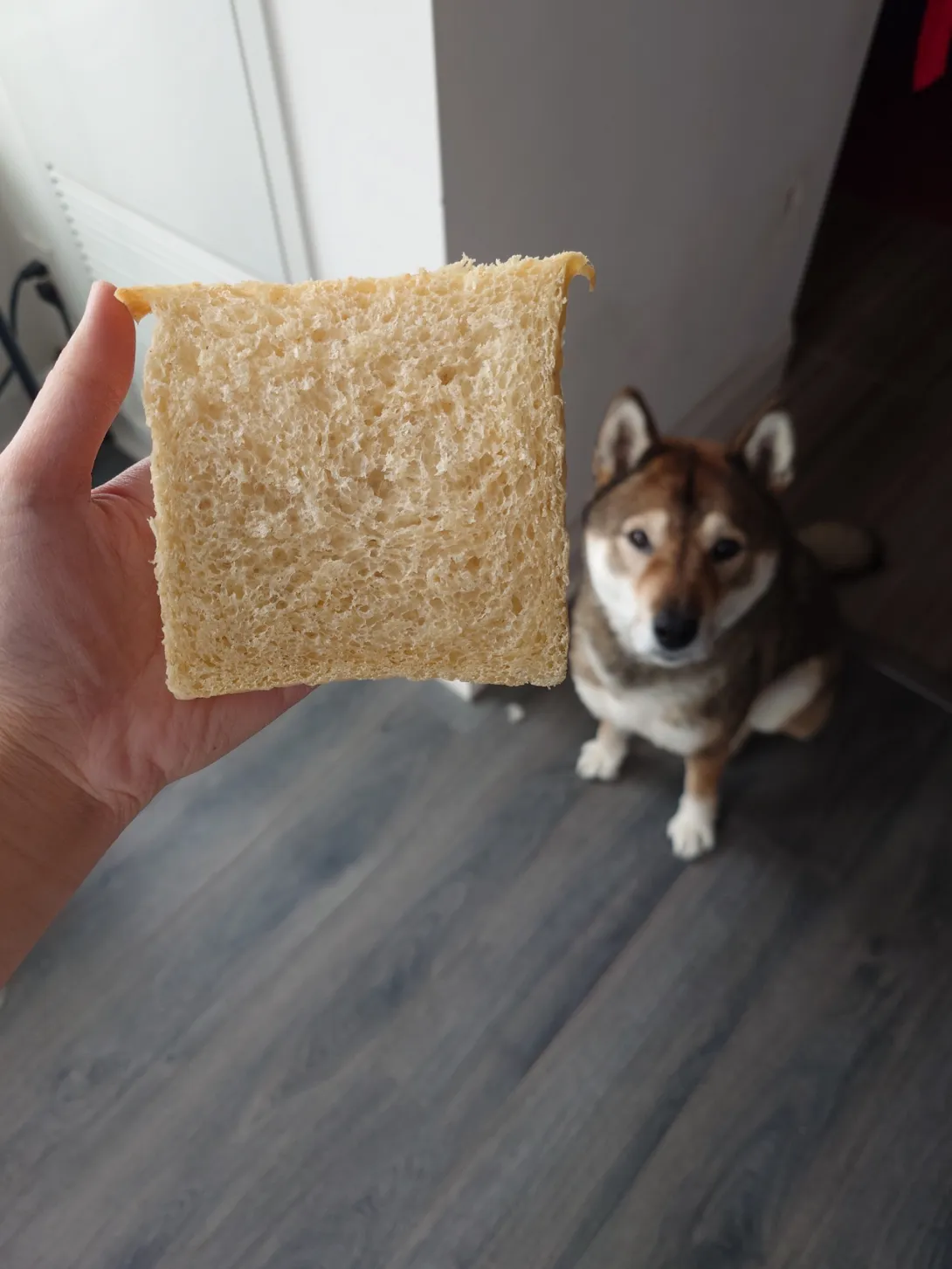 A square slice of bread with a tight cream crumb, with a dog looking at it longingly in the background