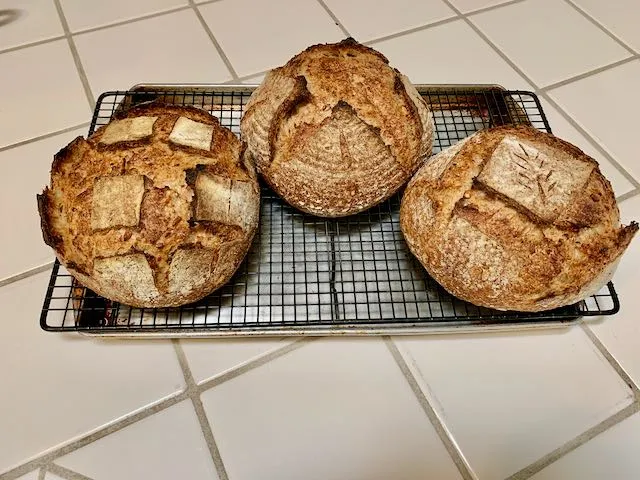 5-grain levain.jpeg