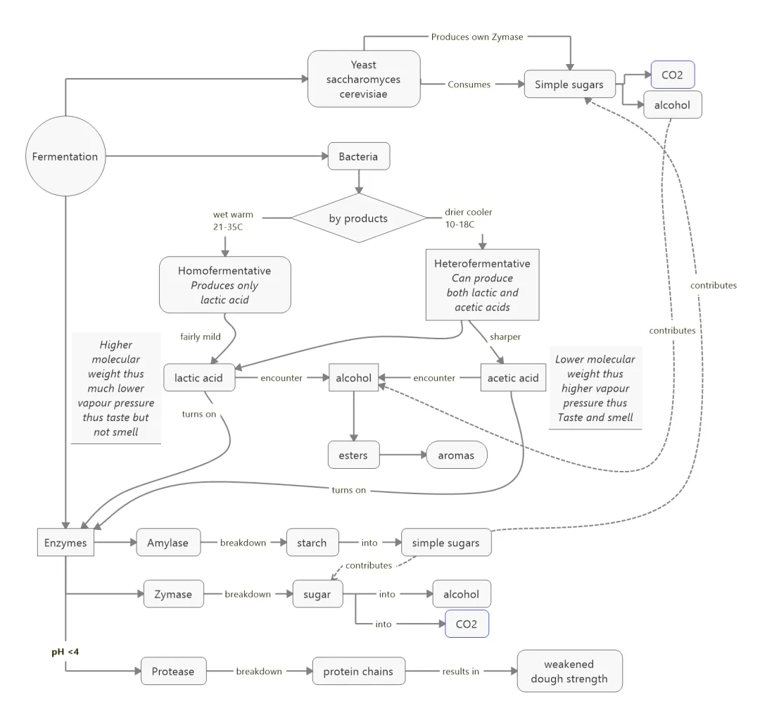 Dough Fermentation inc doc feedback.jpeg