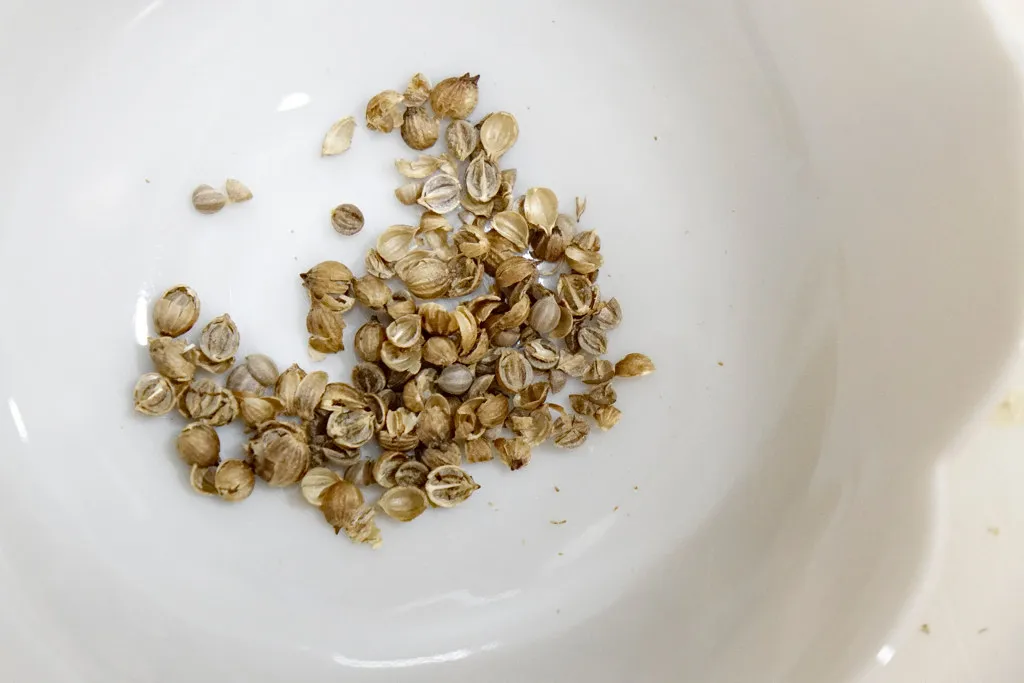 coriander_seeds_smashed.jpg